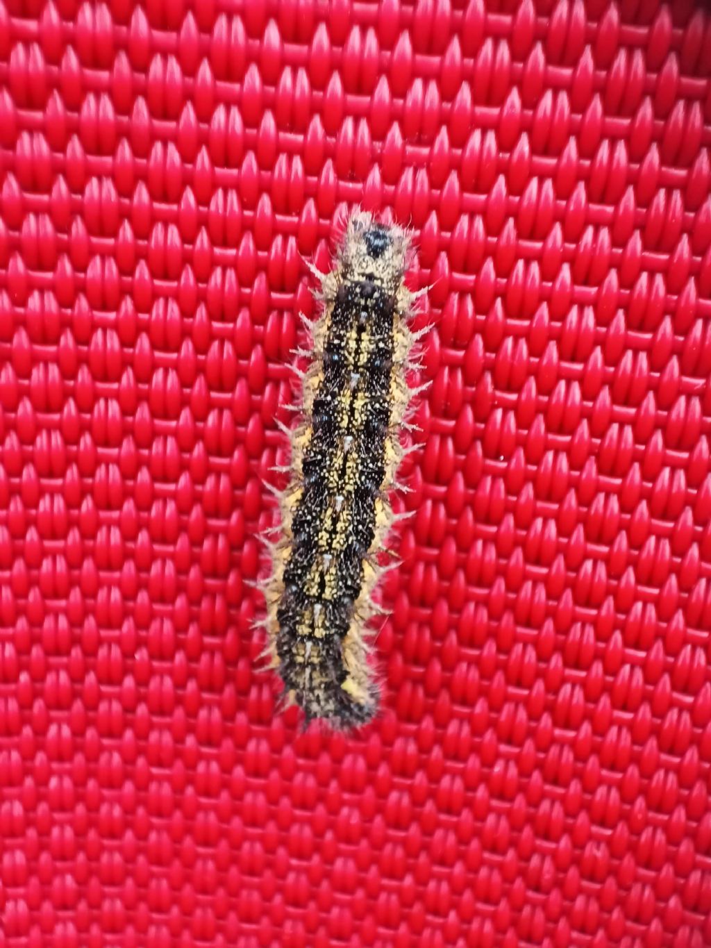 Richiesta ID