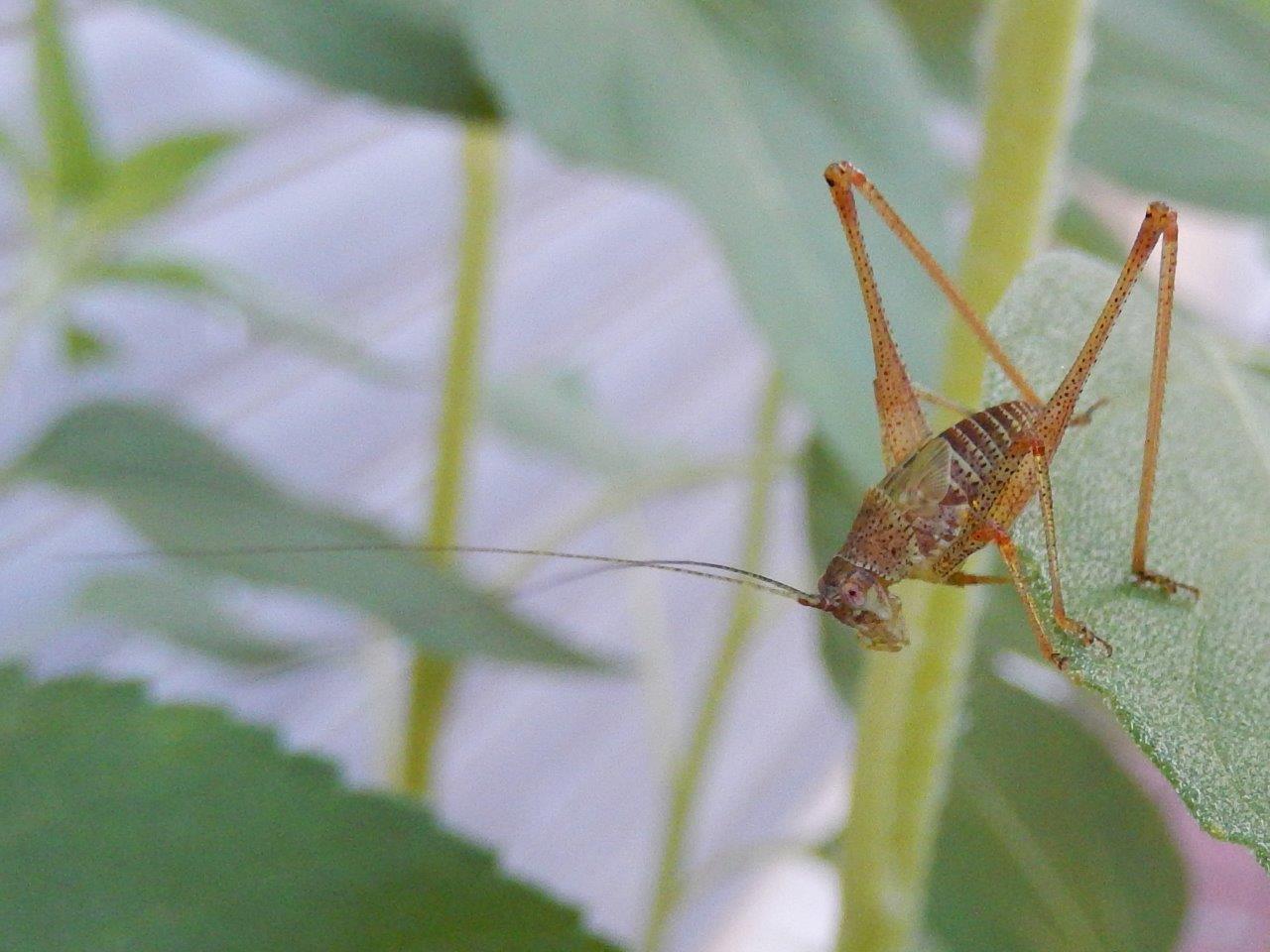 Neanide di cavalletta?