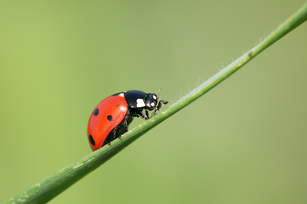 Coccinella septempunctata