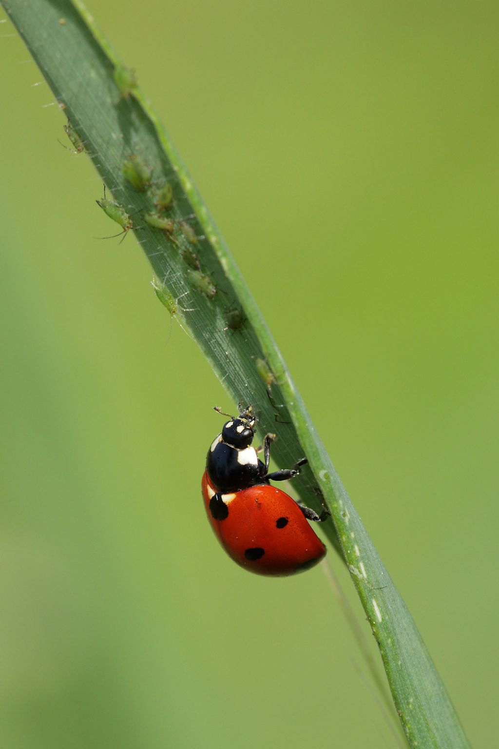 Coccinella septempunctata