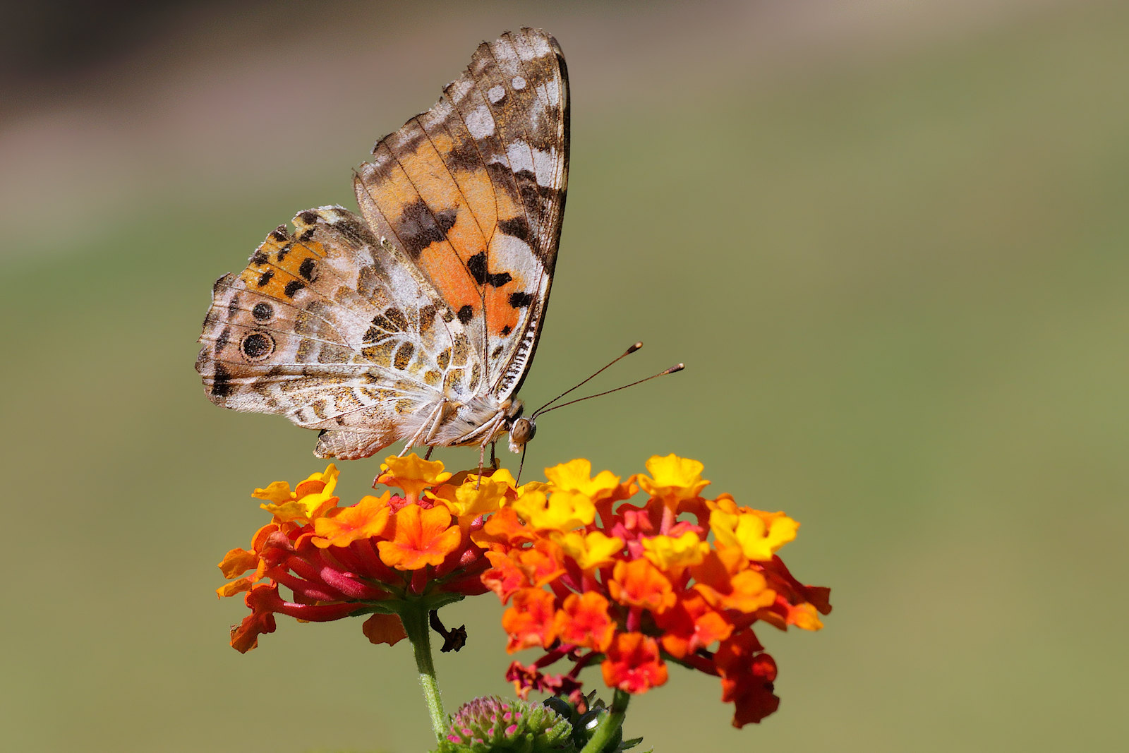 Vanessa cardui