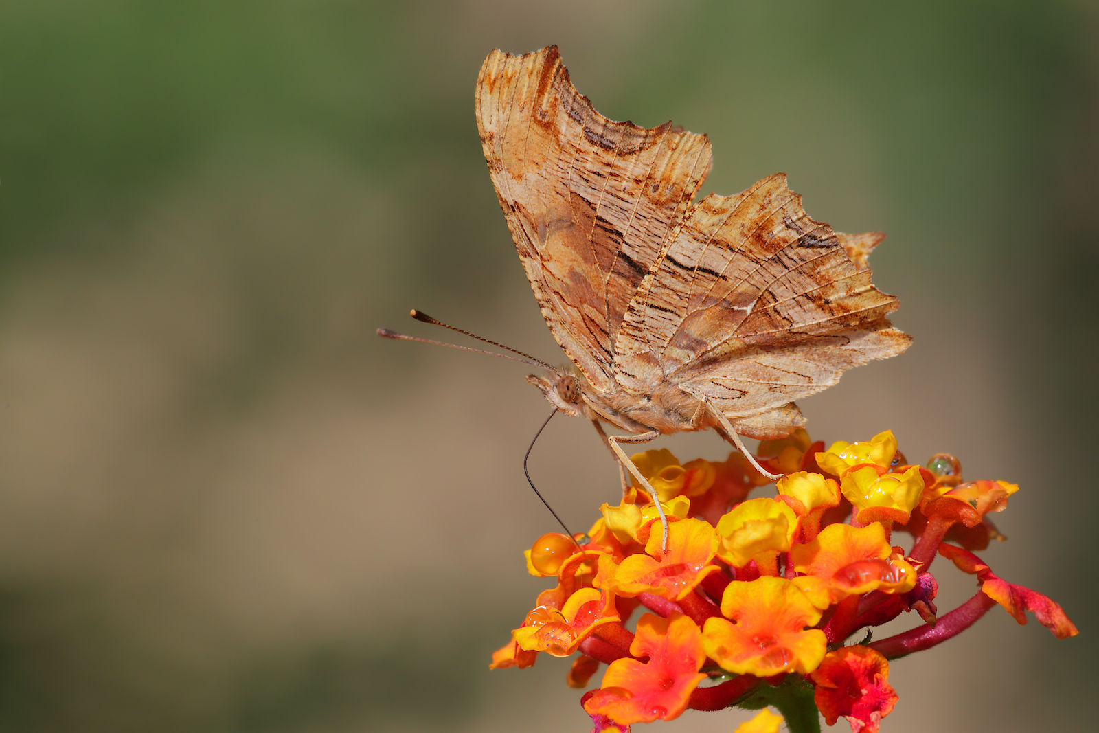 Polygonia c-album