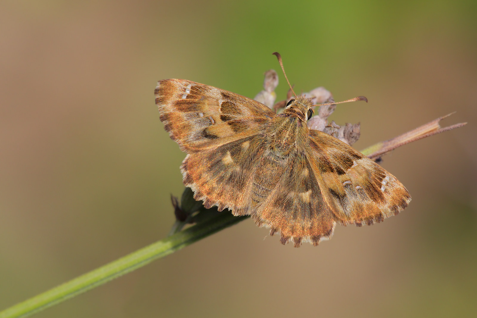 Thymelicus sylvestris