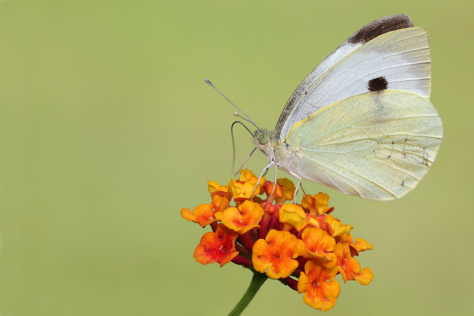 Pieris brassicae