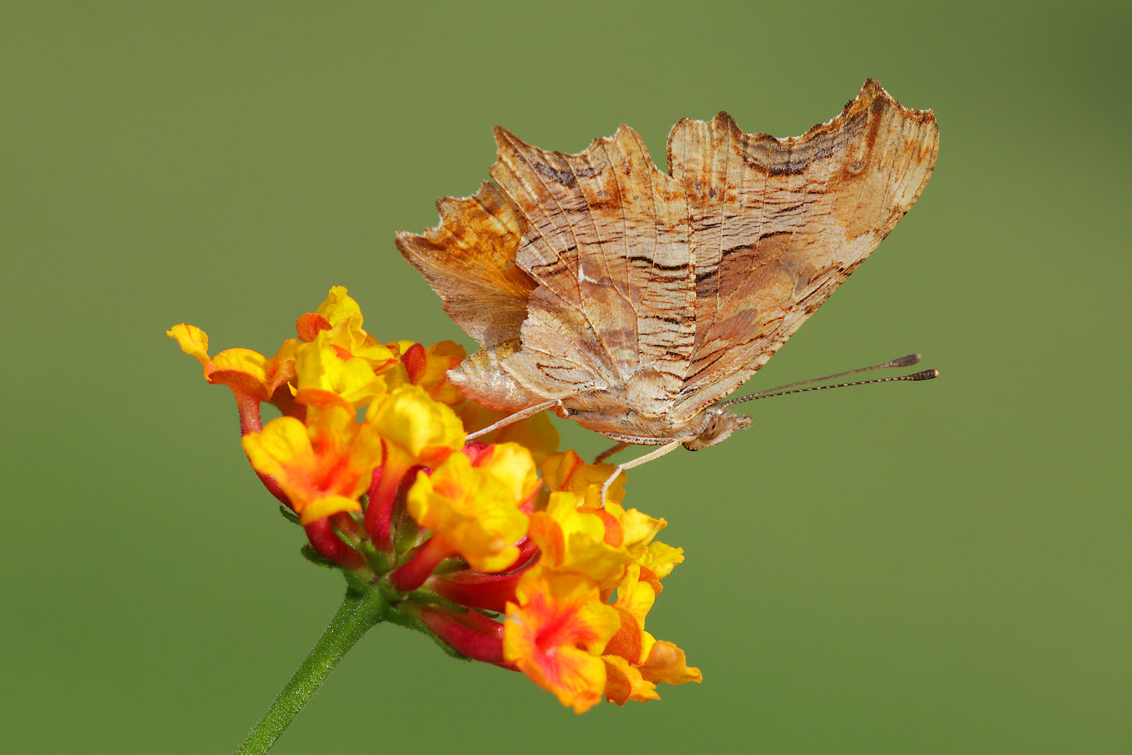 Polygonia egea