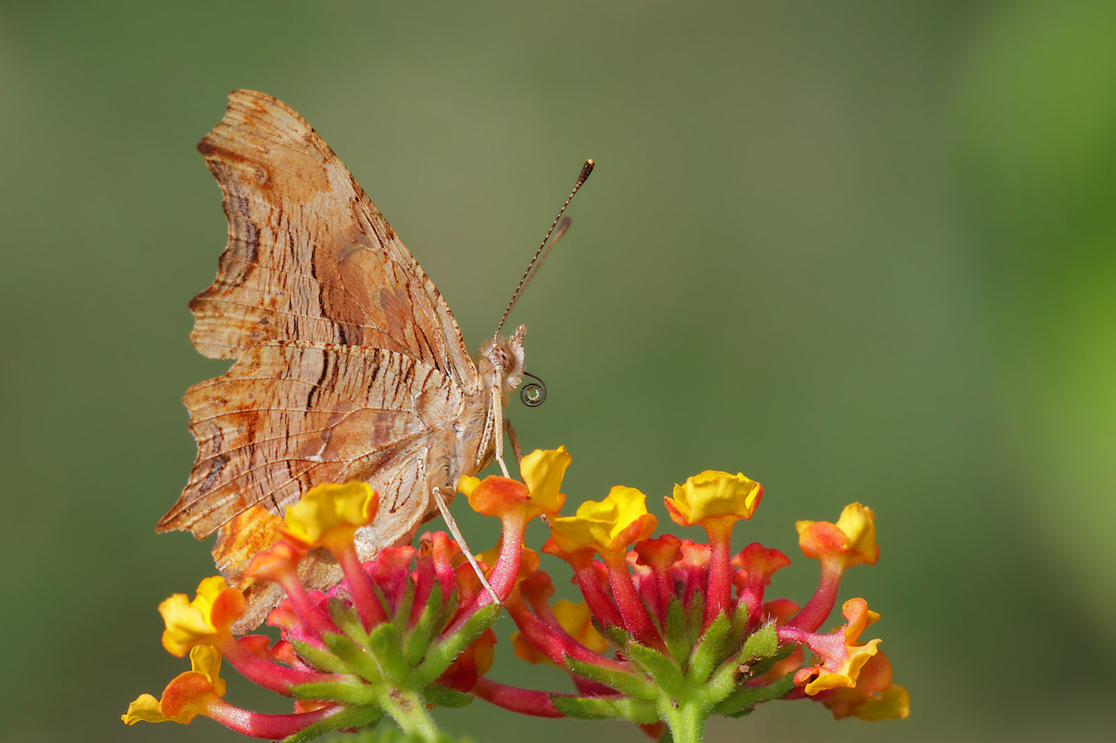 Polygonia egea