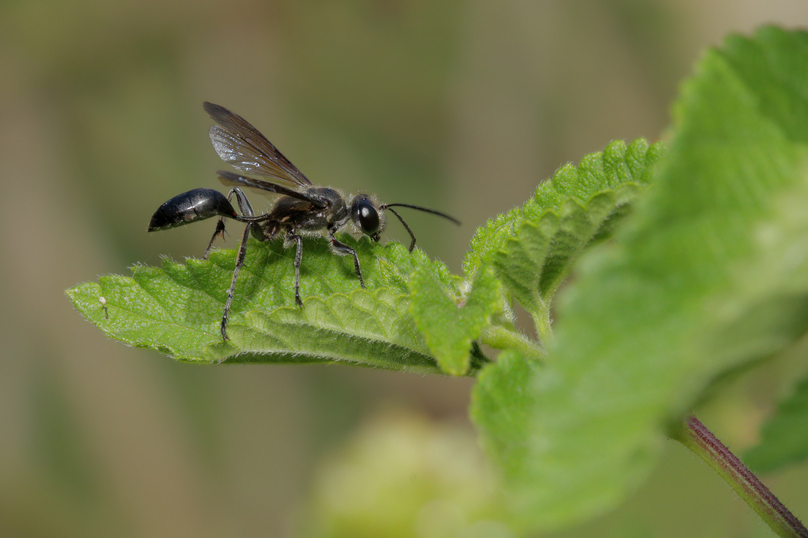Sphecidae: Isodontia mexicana