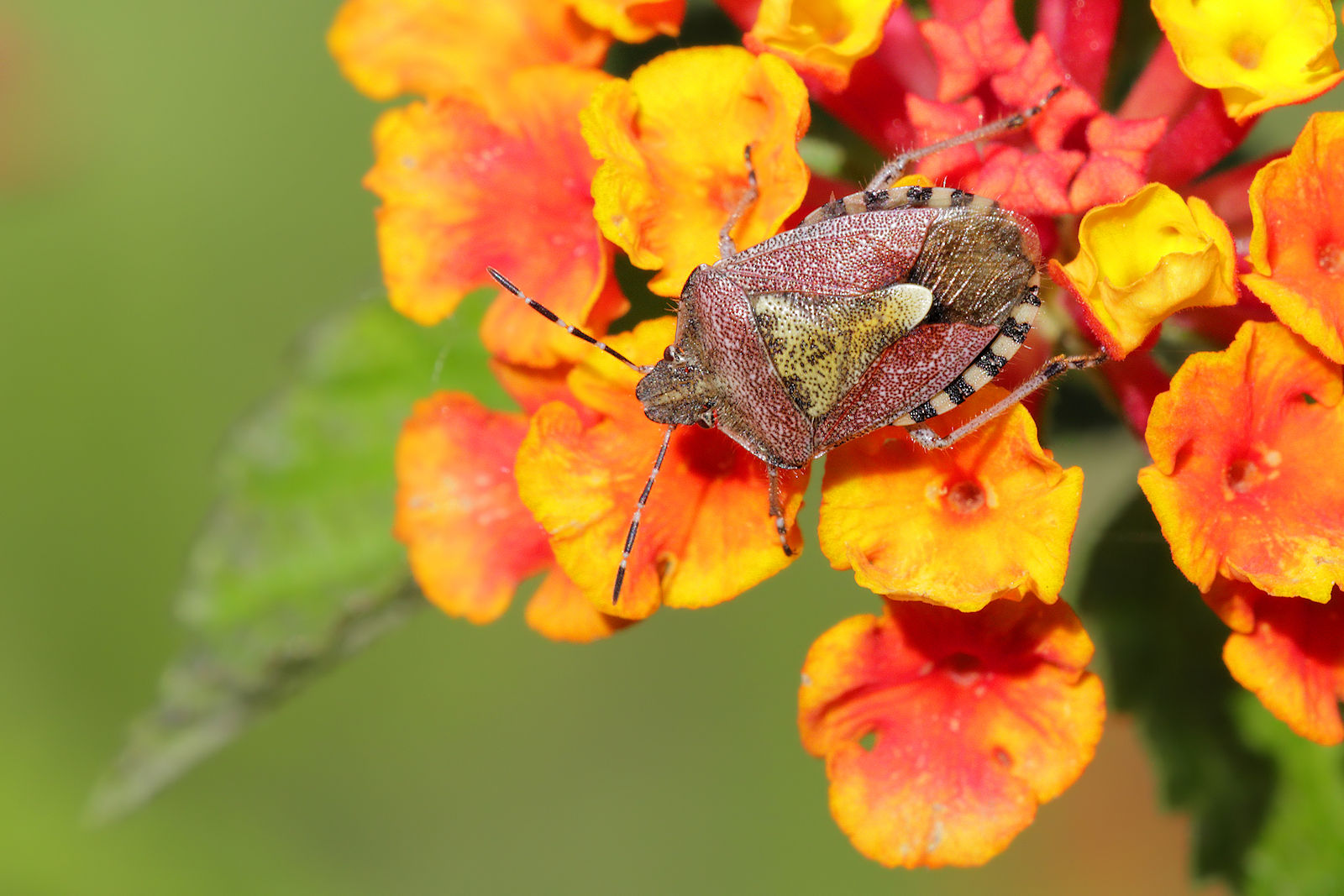 Dolycoris baccarum