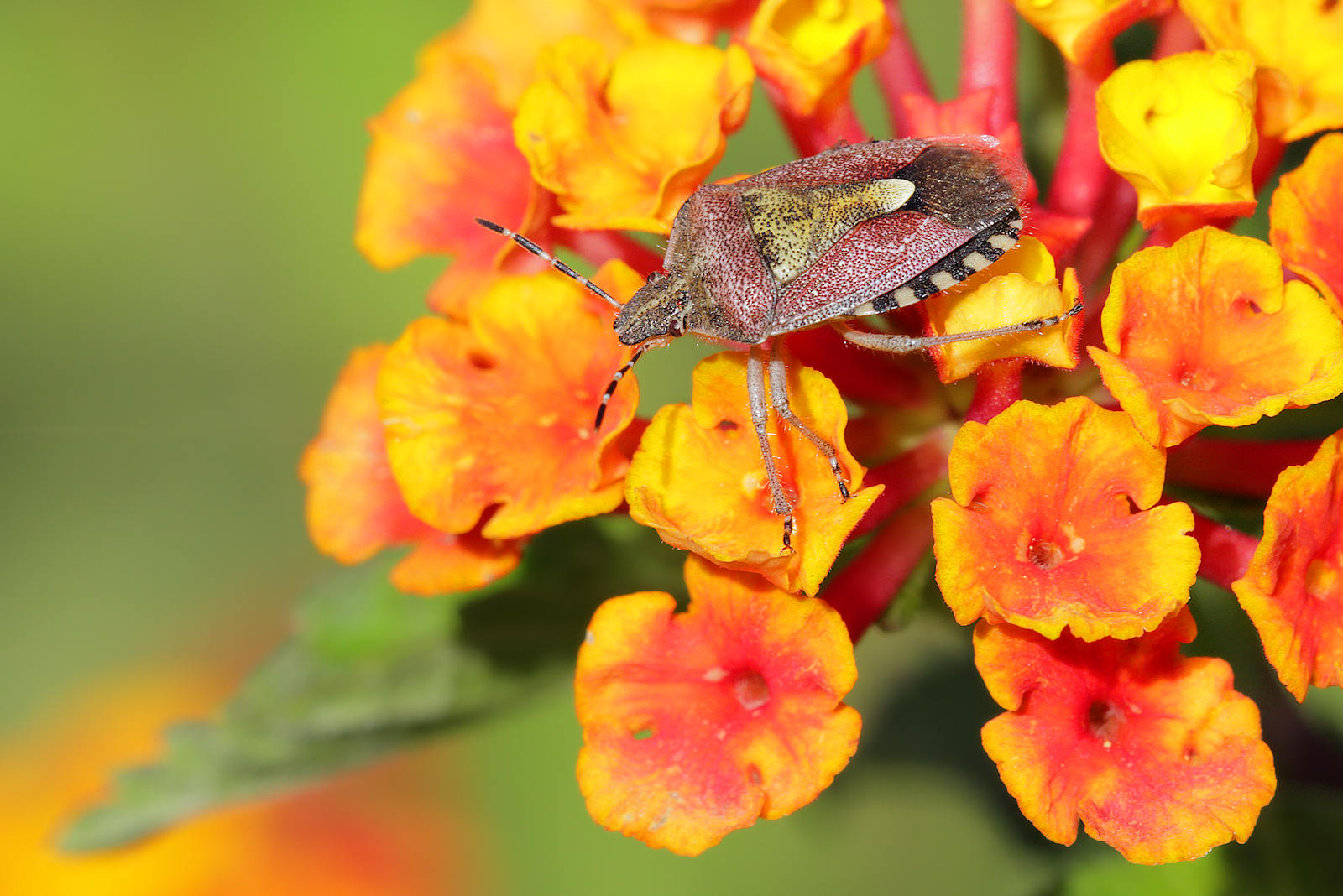 Dolycoris baccarum