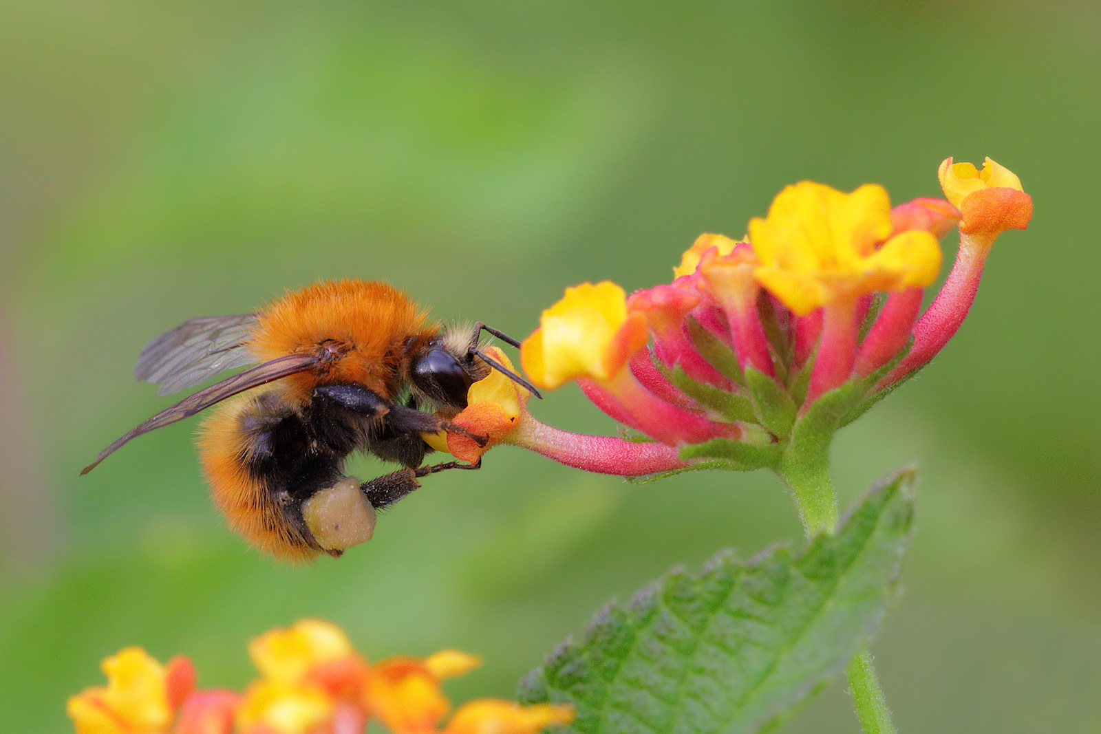 Bombus pascuorum