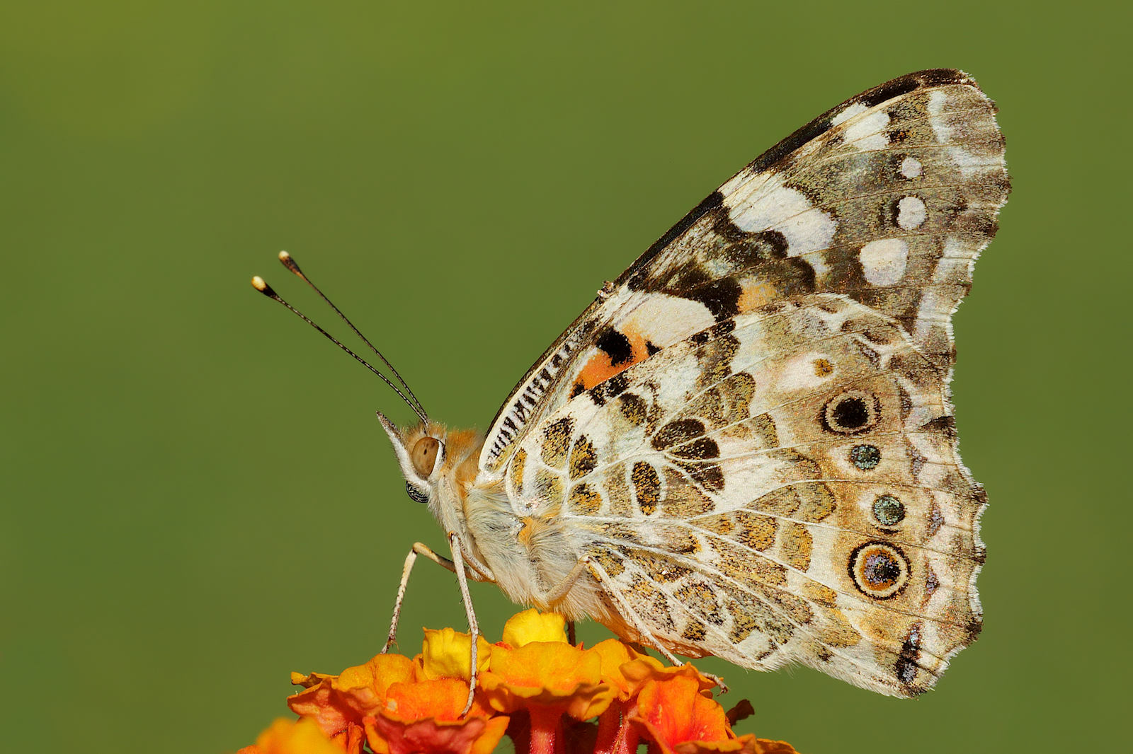 Vanessa cardui
