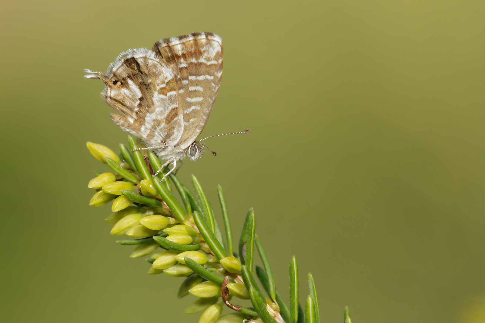 Cacyreus marshalli