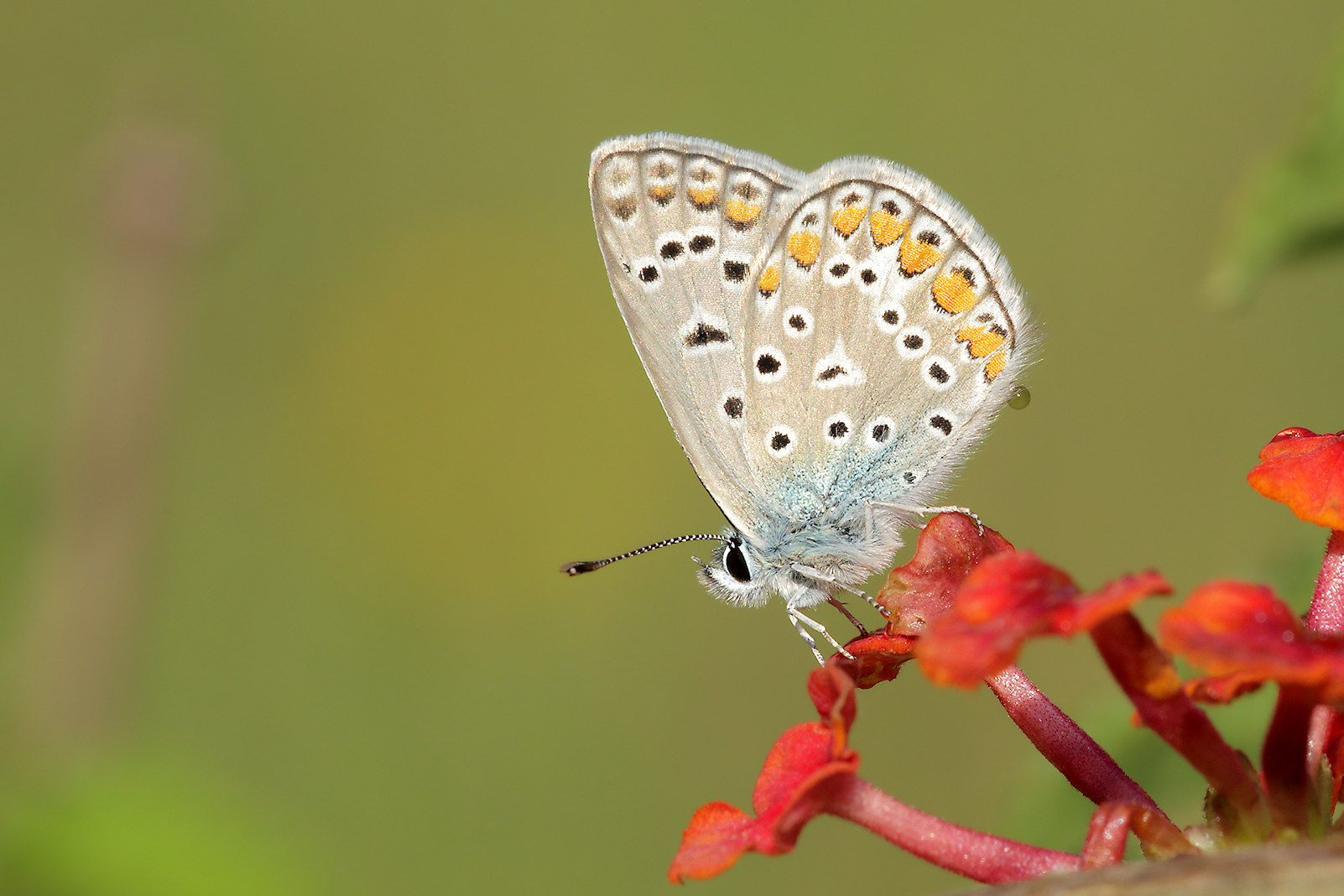 Particolare scabroso...