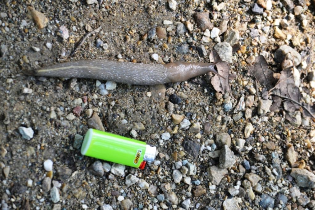 Limax del Colle della Maddalena (TO)