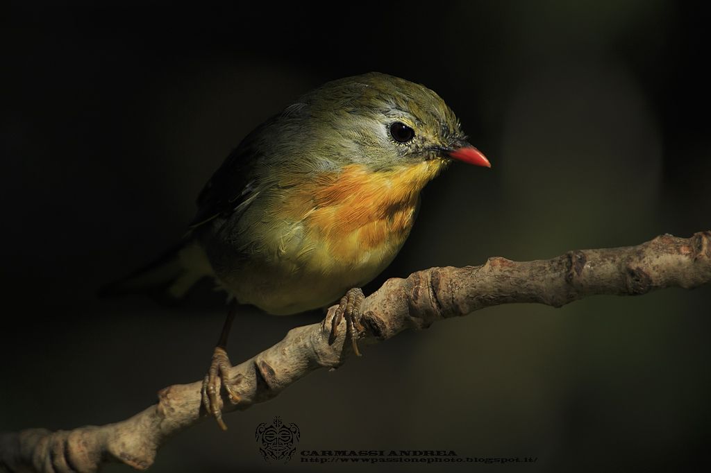 Usignolo del Giappone (Leiothrix lutea)