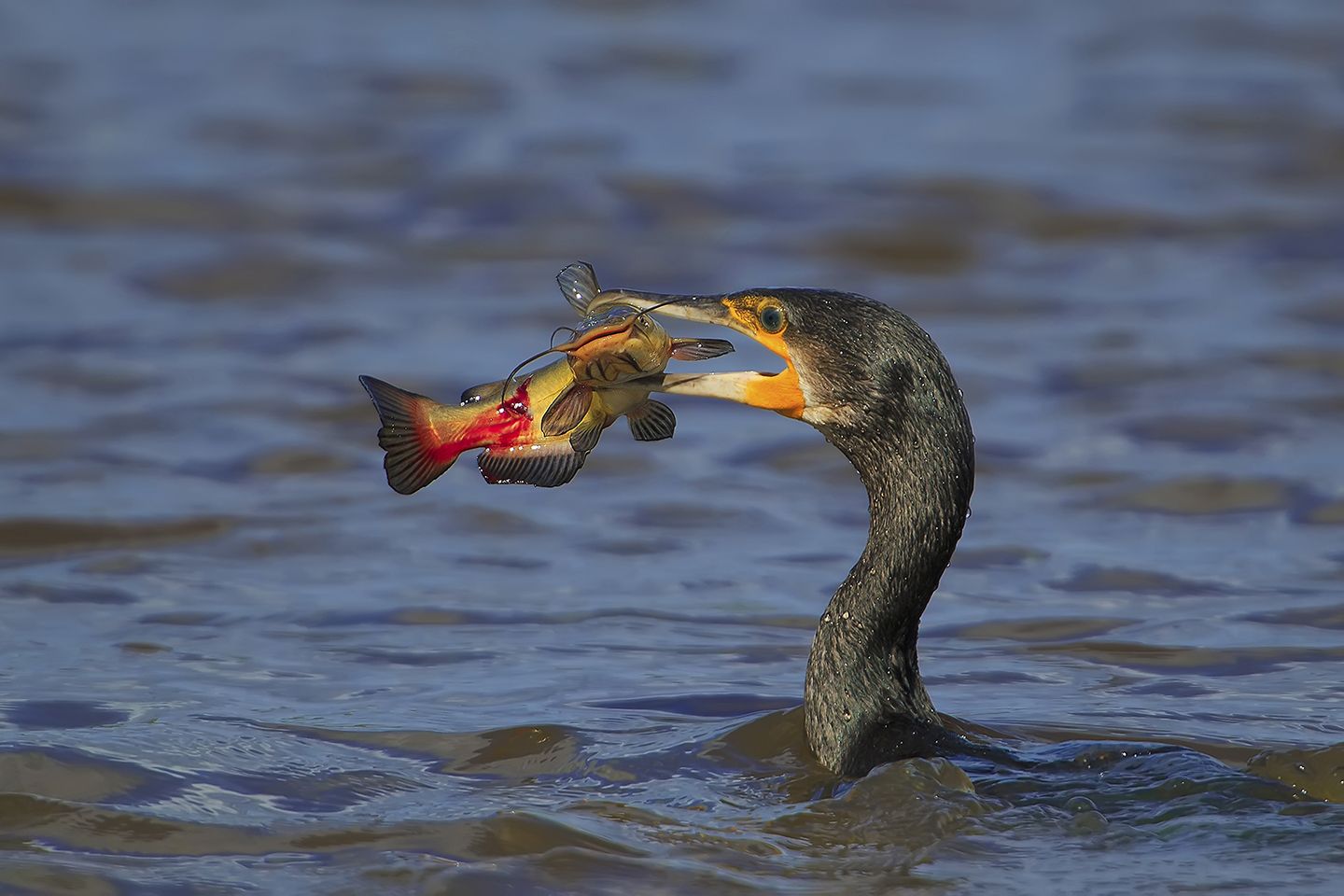 Cormorano (Phalacrocorax carbo) vs pesce gatto