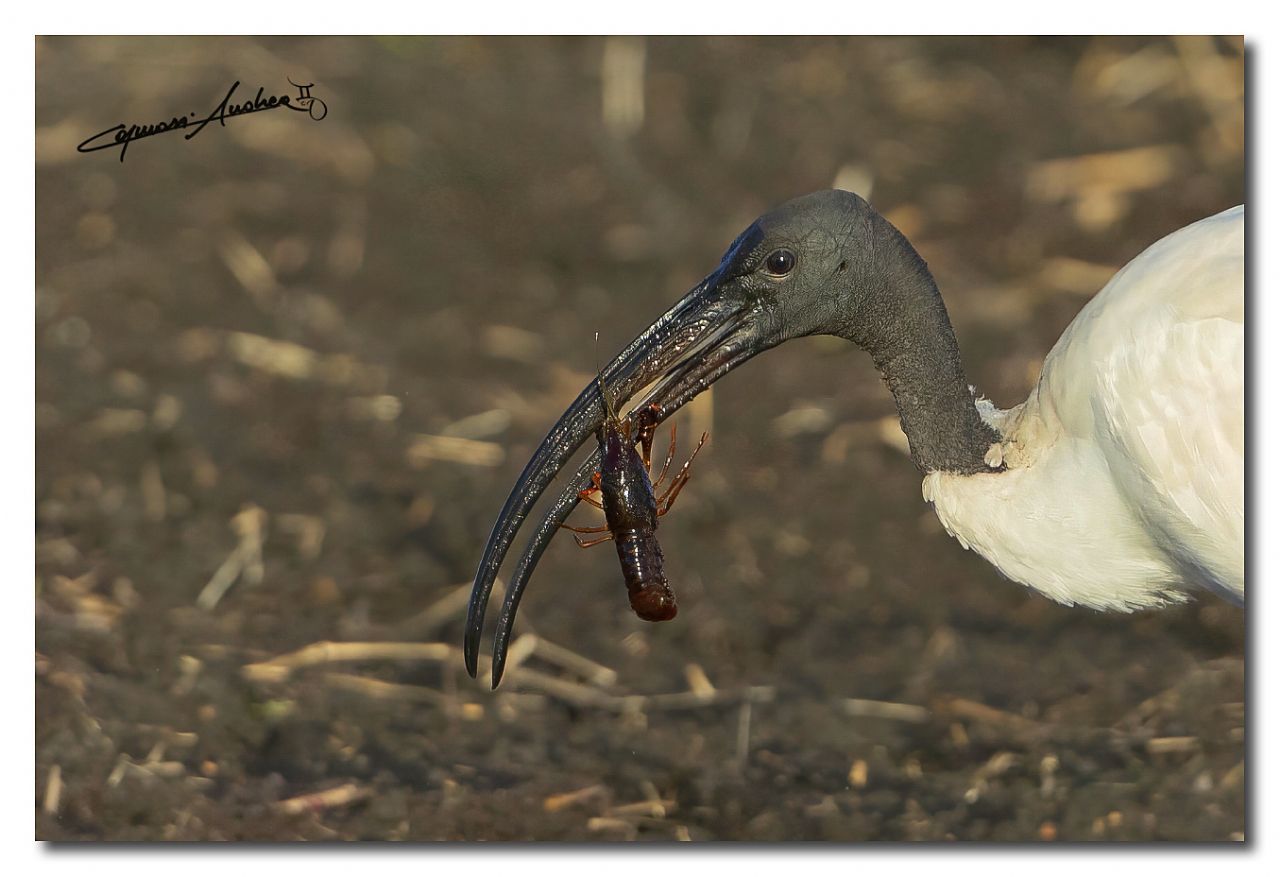 ibis