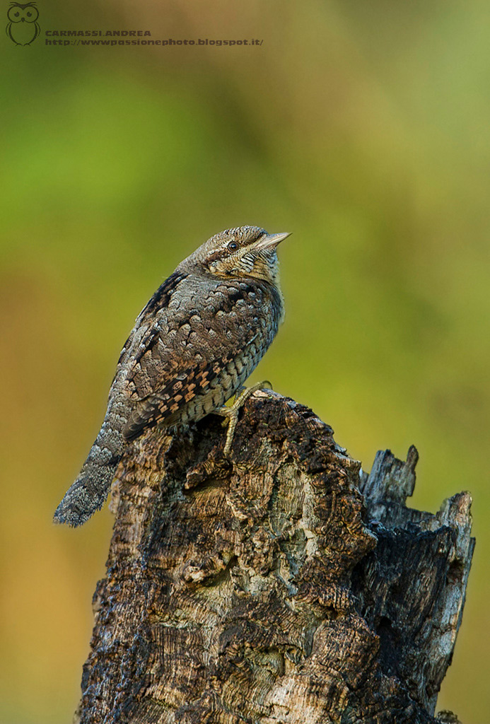 torcicollo