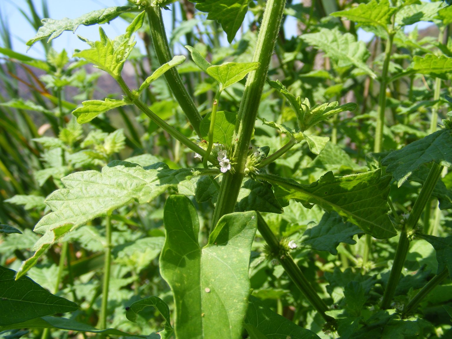 Lycopus europaeus / Erba sega comune