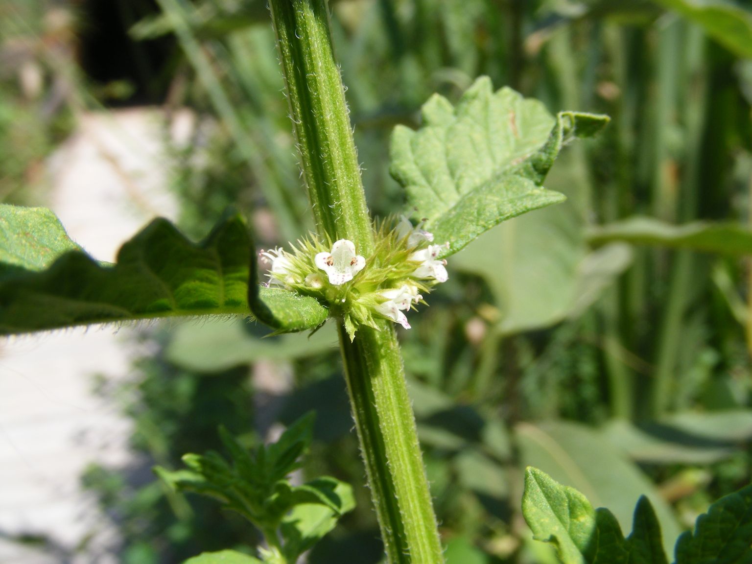 Lycopus europaeus / Erba sega comune