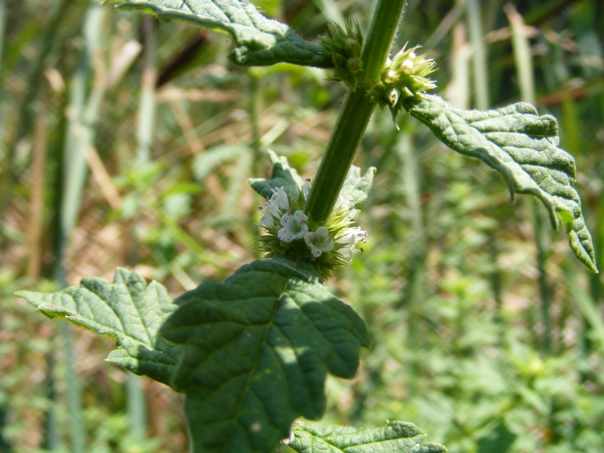 Lycopus europaeus / Erba sega comune