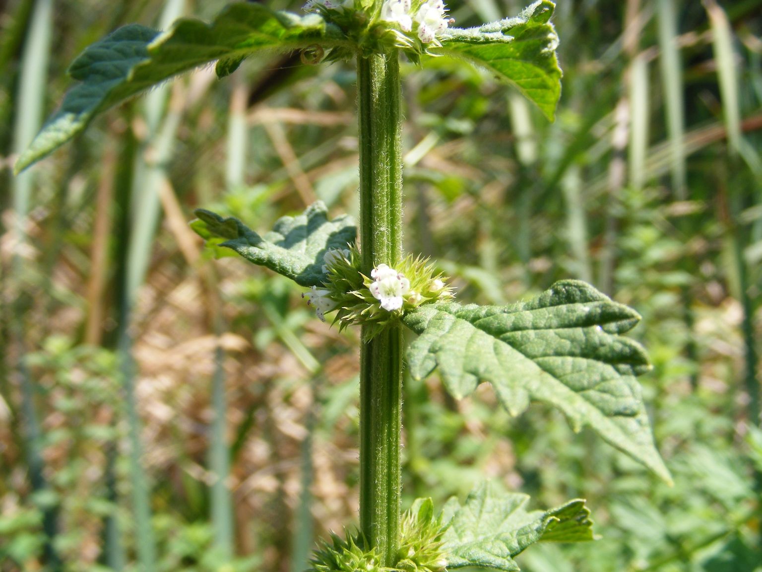 Lycopus europaeus / Erba sega comune