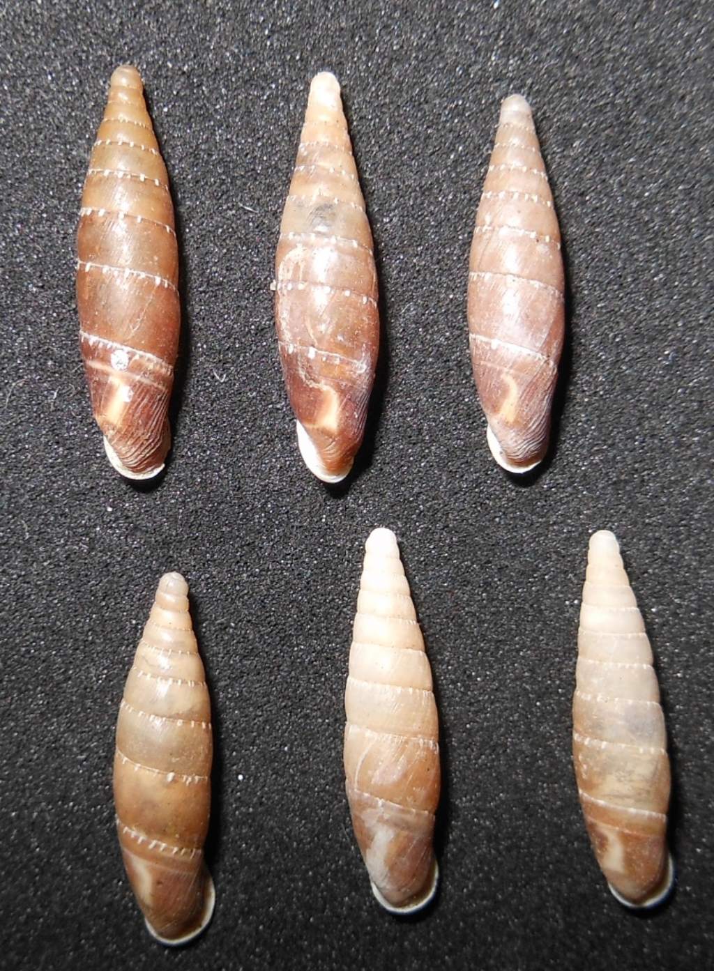 Siciliaria paestana?