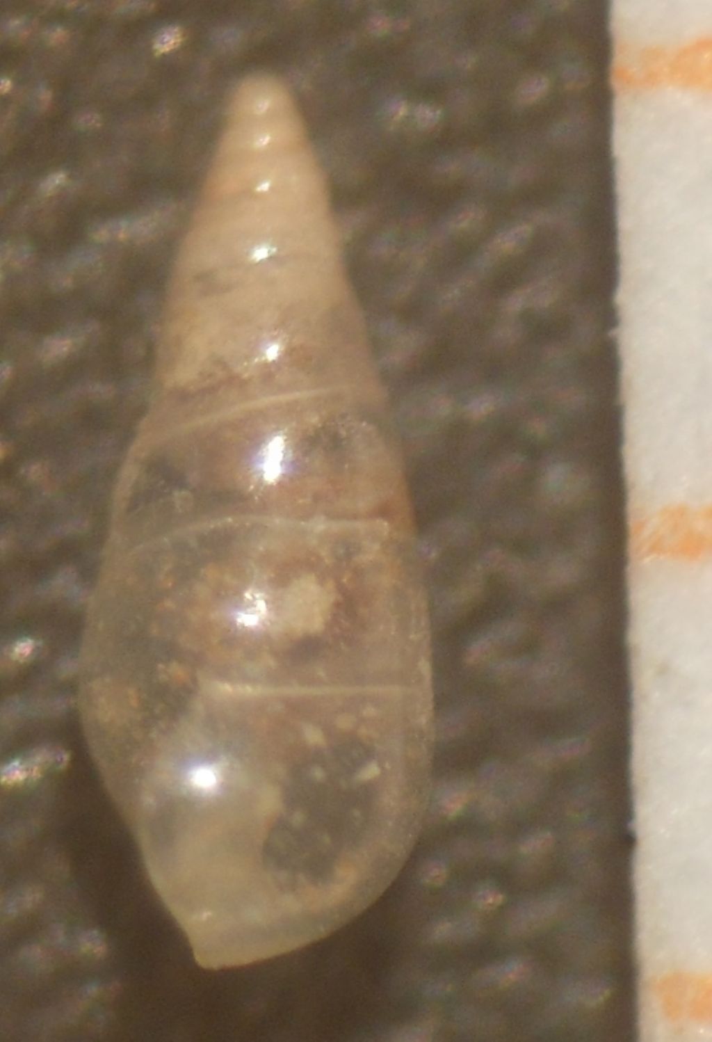 Conferma Nanobalcis nana