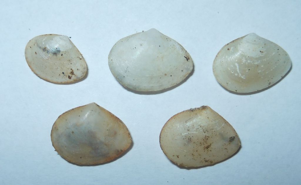 Bivalvi da determinare