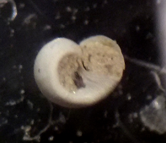 Tjaernoeia exquisita?