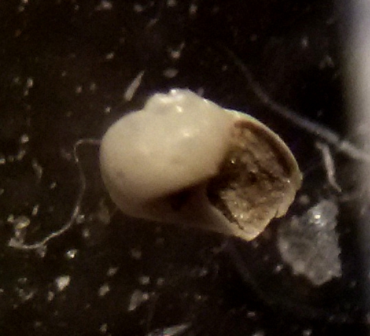 Tjaernoeia exquisita?