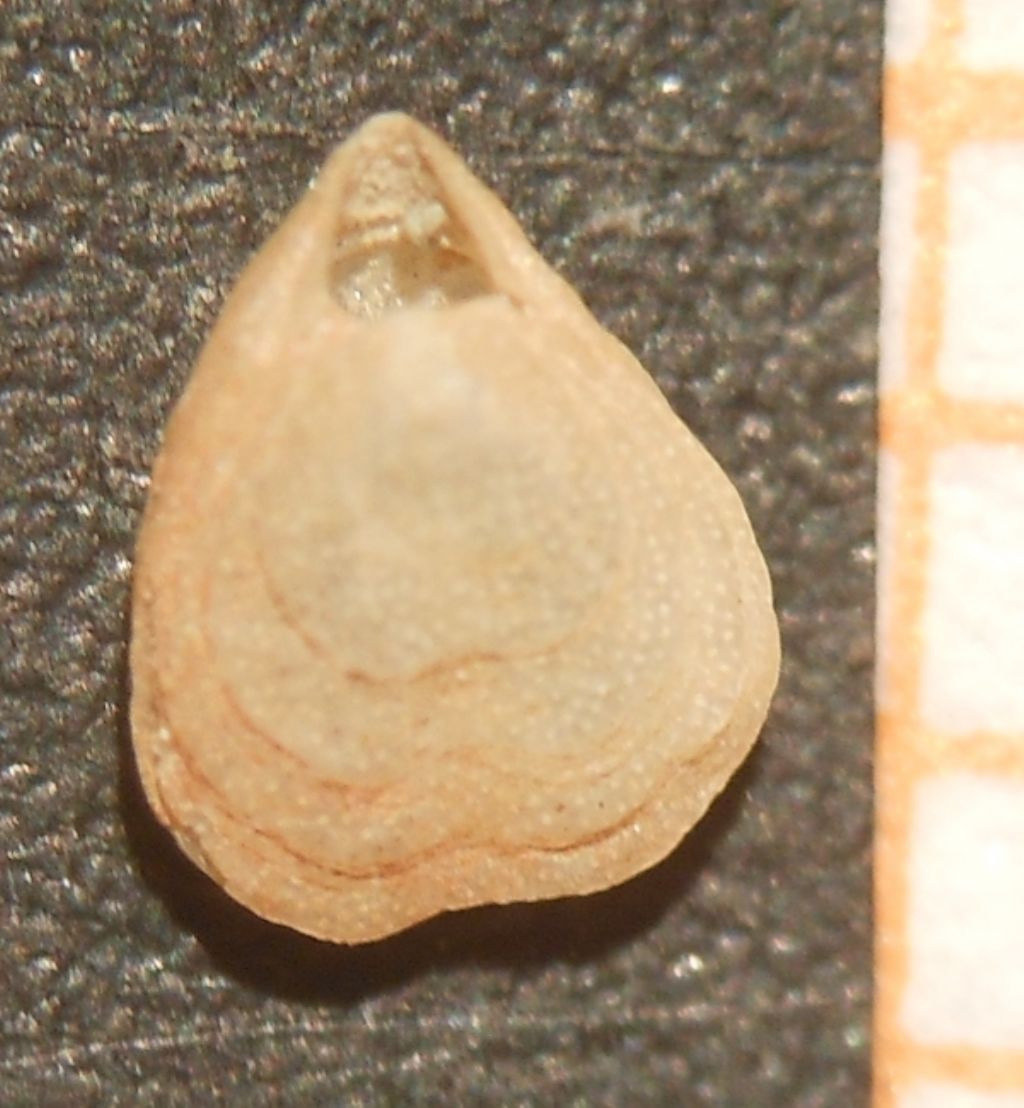 Brachiopoda da ID 1