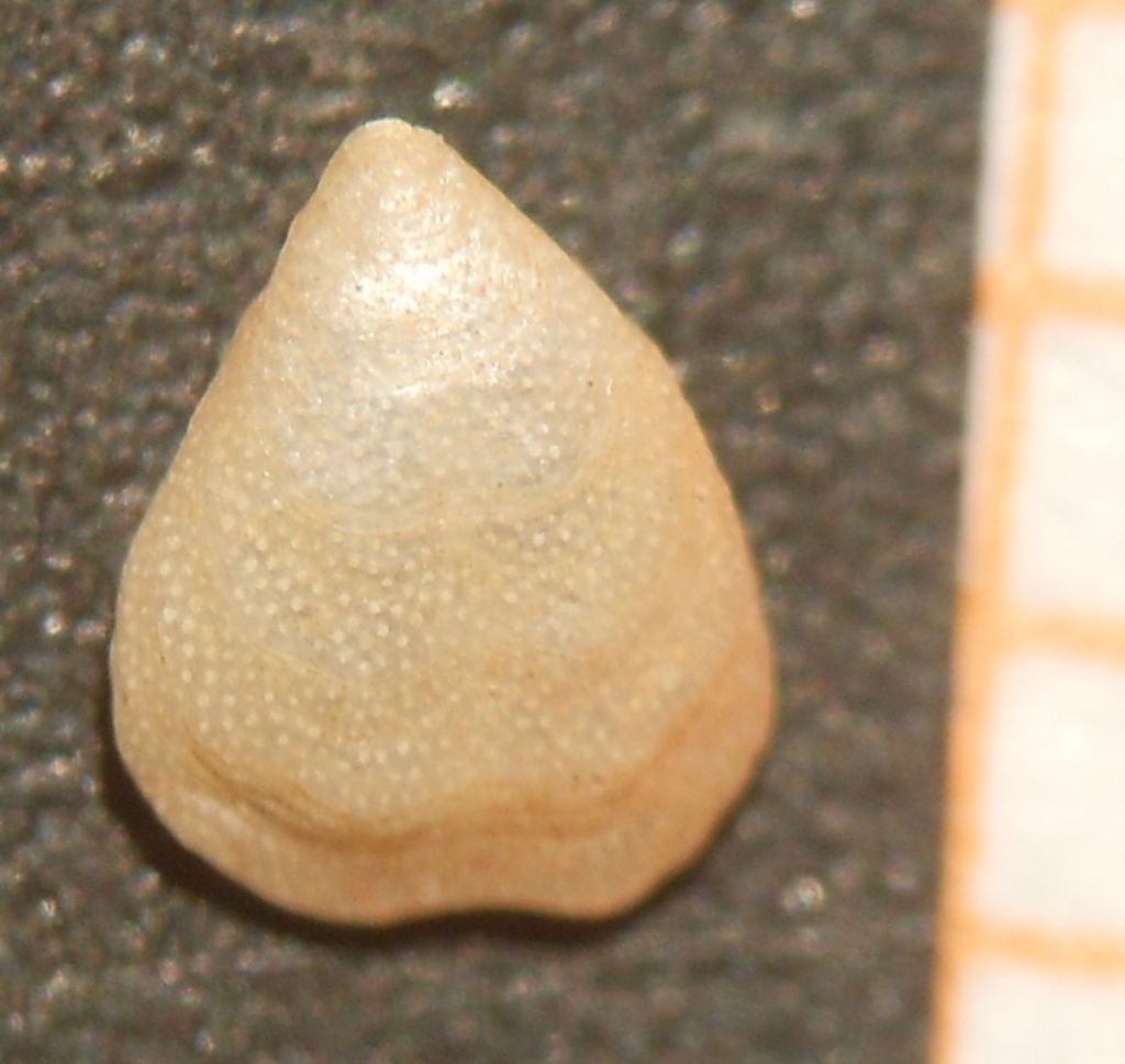 Brachiopoda da ID 1