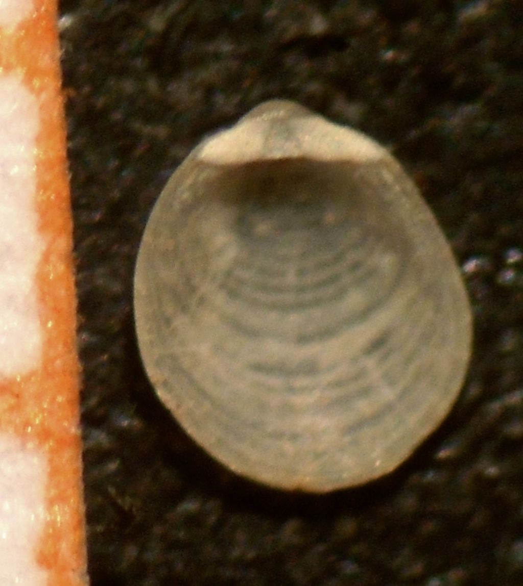 Notolimea clandestina?