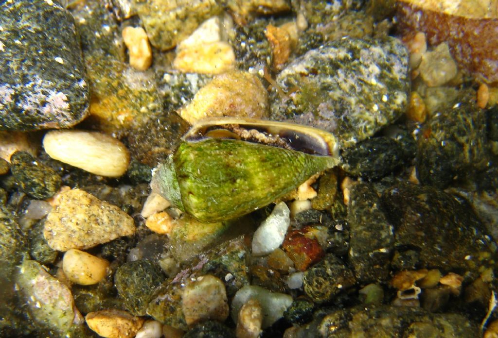 Conus ventricosus