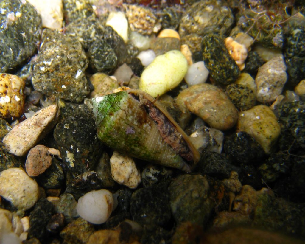 Conus ventricosus