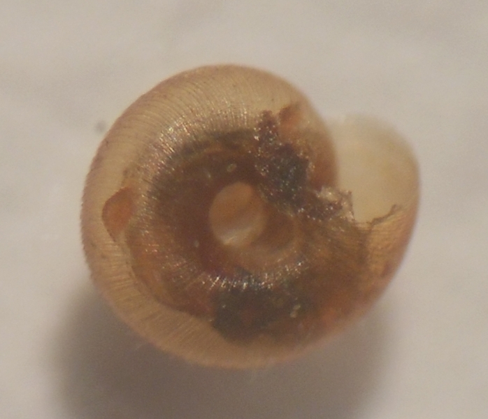 Punctum pygmaeus?