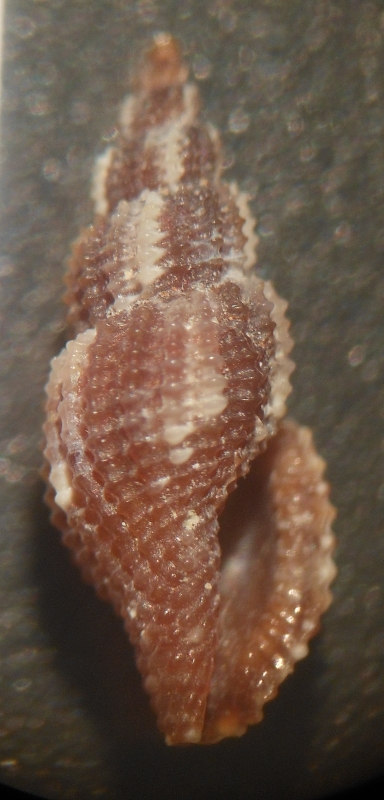 Raphitoma da id. 2