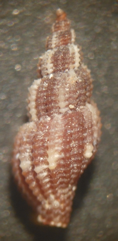 Raphitoma da id. 2