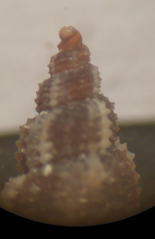 Raphitoma da id. 2