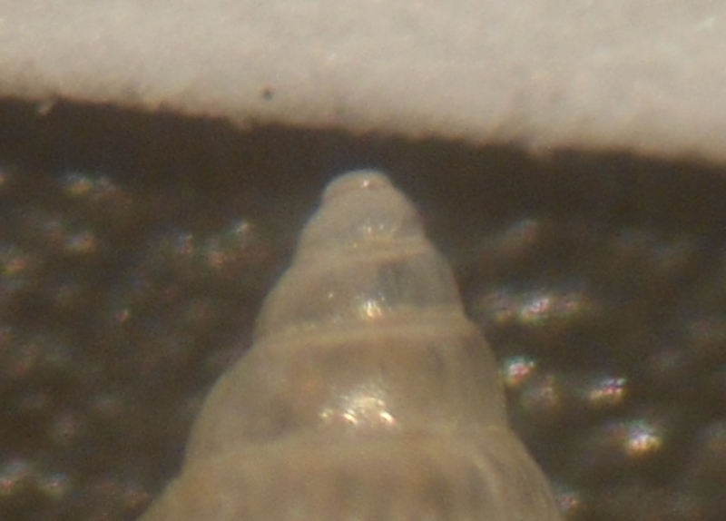 Pusillina inconspicua?