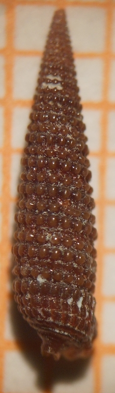 Marshallora adversa?