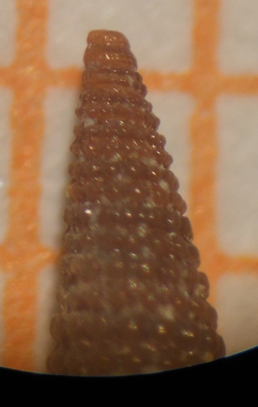 Marshallora adversa?