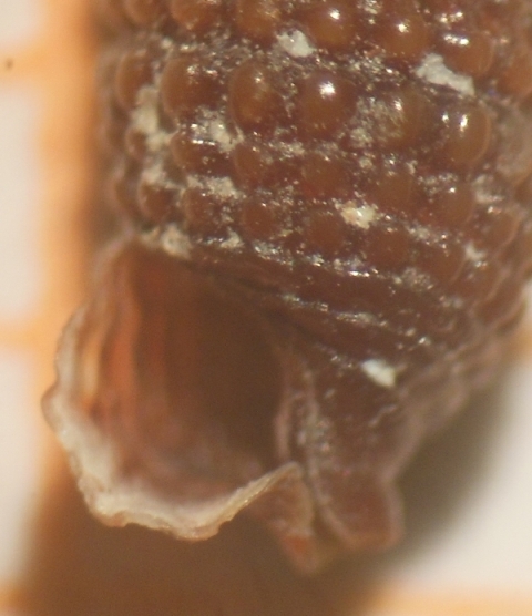 Marshallora adversa?