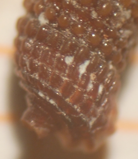 Marshallora adversa?