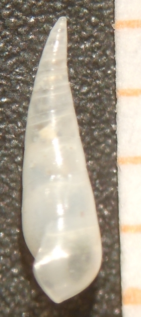 Vitreolina philippi?