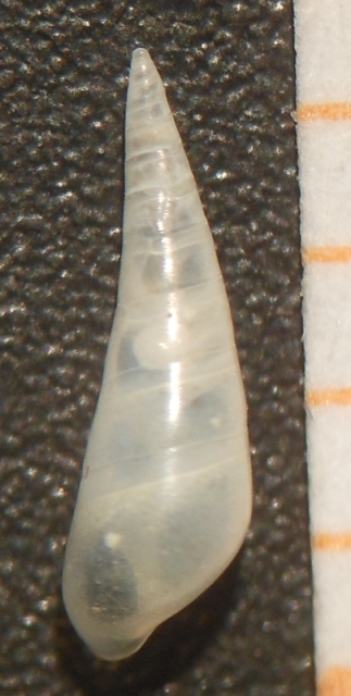 Vitreolina philippi?