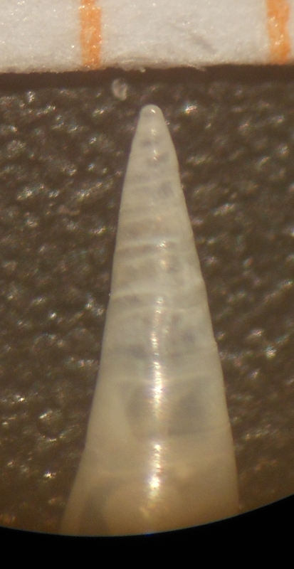 Vitreolina philippi?