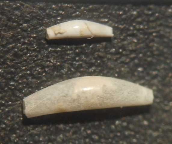 Cadulus subfusiformis o jeffreysi?