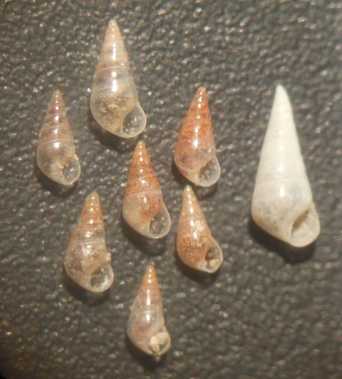 Conferma Nanobalcis nana